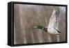 Mallard Drake Taking Flight-Ken Archer-Framed Stretched Canvas