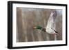 Mallard Drake Taking Flight-Ken Archer-Framed Photographic Print