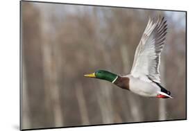 Mallard Drake Taking Flight-Ken Archer-Mounted Photographic Print