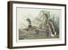 Mallard Duck, 1834-John James Audubon-Framed Giclee Print