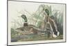 Mallard Duck, 1834-John James Audubon-Mounted Giclee Print