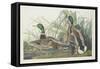 Mallard Duck, 1834-John James Audubon-Framed Stretched Canvas