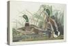 Mallard Duck, 1834-John James Audubon-Stretched Canvas