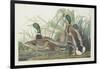 Mallard Duck, 1834-John James Audubon-Framed Giclee Print