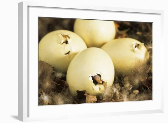 Mallard Duck (Anas platyrhynchos) eggs hatching, beak visable, Ohio, USA-S & D & K Maslowski-Framed Photographic Print