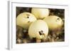 Mallard Duck (Anas platyrhynchos) eggs hatching, beak visable, Ohio, USA-S & D & K Maslowski-Framed Photographic Print