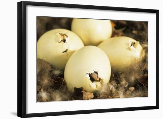 Mallard Duck (Anas platyrhynchos) eggs hatching, beak visable, Ohio, USA-S & D & K Maslowski-Framed Photographic Print