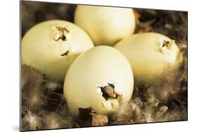 Mallard Duck (Anas platyrhynchos) eggs hatching, beak visable, Ohio, USA-S & D & K Maslowski-Mounted Photographic Print