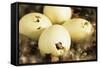 Mallard Duck (Anas platyrhynchos) eggs hatching, beak visable, Ohio, USA-S & D & K Maslowski-Framed Stretched Canvas