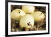 Mallard Duck (Anas platyrhynchos) eggs hatching, beak visable, Ohio, USA-S & D & K Maslowski-Framed Photographic Print