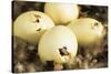 Mallard Duck (Anas platyrhynchos) eggs hatching, beak visable, Ohio, USA-S & D & K Maslowski-Stretched Canvas