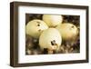 Mallard Duck (Anas platyrhynchos) eggs hatching, beak visable, Ohio, USA-S & D & K Maslowski-Framed Photographic Print