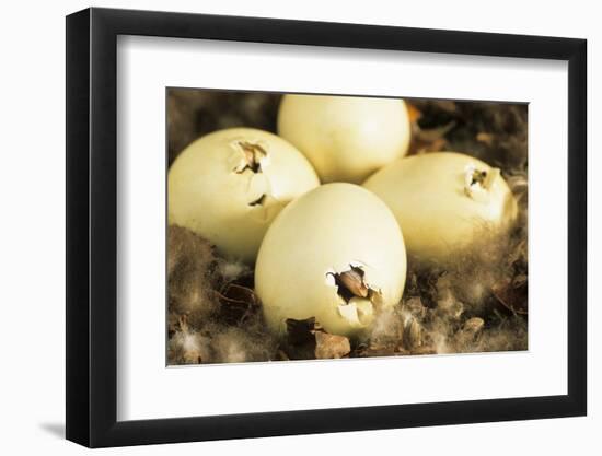 Mallard Duck (Anas platyrhynchos) eggs hatching, beak visable, Ohio, USA-S & D & K Maslowski-Framed Photographic Print