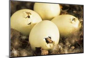 Mallard Duck (Anas platyrhynchos) eggs hatching, beak visable, Ohio, USA-S & D & K Maslowski-Mounted Photographic Print