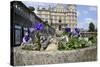 Mallard Duck (Anas Platyrhynchos) Female Nesting in Flowerpot with Pansies, Parade Gardens, Bath,Uk-Nick Upton-Stretched Canvas