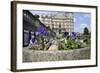 Mallard Duck (Anas Platyrhynchos) Female Nesting in Flowerpot with Pansies, Parade Gardens, Bath,Uk-Nick Upton-Framed Photographic Print