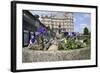 Mallard Duck (Anas Platyrhynchos) Female Nesting in Flowerpot with Pansies, Parade Gardens, Bath,Uk-Nick Upton-Framed Photographic Print