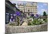 Mallard Duck (Anas Platyrhynchos) Female Nesting in Flowerpot with Pansies, Parade Gardens, Bath,Uk-Nick Upton-Mounted Photographic Print