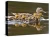 Mallard Duck and Chicks Near Kamloops, British Columbia, Canada-Larry Ditto-Stretched Canvas