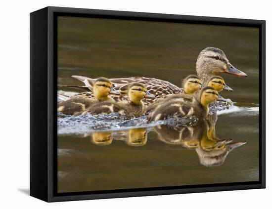 Mallard Duck and Chicks Near Kamloops, British Columbia, Canada-Larry Ditto-Framed Stretched Canvas