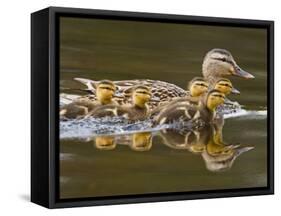 Mallard Duck and Chicks Near Kamloops, British Columbia, Canada-Larry Ditto-Framed Stretched Canvas