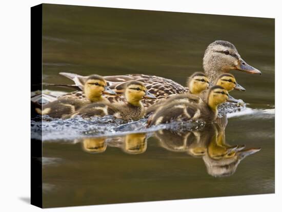 Mallard Duck and Chicks Near Kamloops, British Columbia, Canada-Larry Ditto-Stretched Canvas