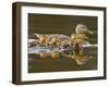 Mallard Duck and Chicks Near Kamloops, British Columbia, Canada-Larry Ditto-Framed Premium Photographic Print