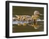 Mallard Duck and Chicks Near Kamloops, British Columbia, Canada-Larry Ditto-Framed Premium Photographic Print