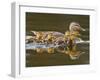 Mallard Duck and Chicks Near Kamloops, British Columbia, Canada-Larry Ditto-Framed Premium Photographic Print