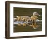 Mallard Duck and Chicks Near Kamloops, British Columbia, Canada-Larry Ditto-Framed Photographic Print