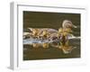 Mallard Duck and Chicks Near Kamloops, British Columbia, Canada-Larry Ditto-Framed Photographic Print