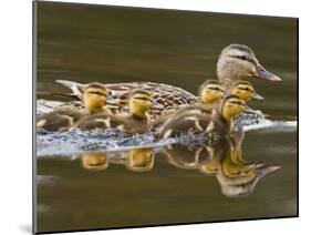 Mallard Duck and Chicks Near Kamloops, British Columbia, Canada-Larry Ditto-Mounted Photographic Print