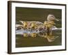 Mallard Duck and Chicks Near Kamloops, British Columbia, Canada-Larry Ditto-Framed Photographic Print