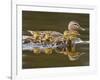 Mallard Duck and Chicks Near Kamloops, British Columbia, Canada-Larry Ditto-Framed Photographic Print