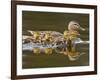 Mallard Duck and Chicks Near Kamloops, British Columbia, Canada-Larry Ditto-Framed Photographic Print