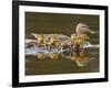 Mallard Duck and Chicks Near Kamloops, British Columbia, Canada-Larry Ditto-Framed Photographic Print