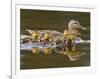 Mallard Duck and Chicks Near Kamloops, British Columbia, Canada-Larry Ditto-Framed Photographic Print