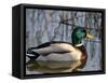 Mallard Duck Drake (Anas Platyrynchos) Spain-Juan Manuel Borrero-Framed Stretched Canvas