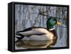 Mallard Duck Drake (Anas Platyrynchos) Spain-Juan Manuel Borrero-Framed Stretched Canvas