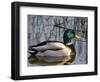 Mallard Duck Drake (Anas Platyrynchos) Spain-Juan Manuel Borrero-Framed Premium Photographic Print