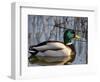 Mallard Duck Drake (Anas Platyrynchos) Spain-Juan Manuel Borrero-Framed Premium Photographic Print