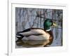 Mallard Duck Drake (Anas Platyrynchos) Spain-Juan Manuel Borrero-Framed Photographic Print