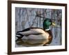 Mallard Duck Drake (Anas Platyrynchos) Spain-Juan Manuel Borrero-Framed Photographic Print