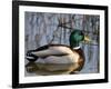 Mallard Duck Drake (Anas Platyrynchos) Spain-Juan Manuel Borrero-Framed Photographic Print