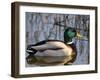 Mallard Duck Drake (Anas Platyrynchos) Spain-Juan Manuel Borrero-Framed Photographic Print