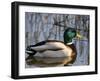 Mallard Duck Drake (Anas Platyrynchos) Spain-Juan Manuel Borrero-Framed Photographic Print