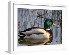 Mallard Duck Drake (Anas Platyrynchos) Spain-Juan Manuel Borrero-Framed Photographic Print