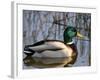 Mallard Duck Drake (Anas Platyrynchos) Spain-Juan Manuel Borrero-Framed Photographic Print