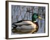 Mallard Duck Drake (Anas Platyrynchos) Spain-Juan Manuel Borrero-Framed Photographic Print