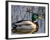 Mallard Duck Drake (Anas Platyrynchos) Spain-Juan Manuel Borrero-Framed Photographic Print